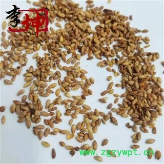 【包邮】柏子仁 统货未去壳  山东产 【良心经营 品种齐全】图2