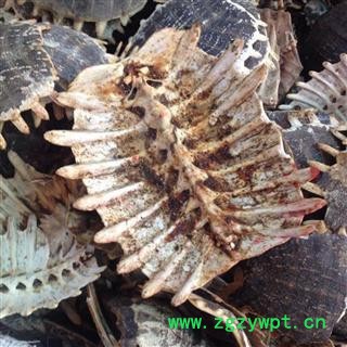 生鳖甲 甲鱼壳 上甲 鳖壳 团鱼甲 鳖盖子 批发零售各种中药材图2