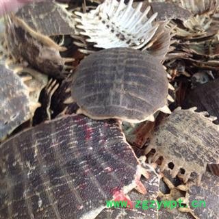 生鳖甲 甲鱼壳 上甲 鳖壳 团鱼甲 鳖盖子 批发零售各种中药材图4