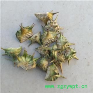 蒺藜 野生蒺藜精选 产地 河南省平顶山市汝州市图3