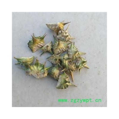 蒺藜 野生蒺藜精选 产地 河南省平顶山市汝州市