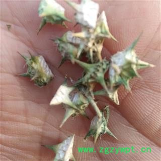 蒺藜 野生蒺藜精选 产地 河南省平顶山市汝州市图2