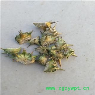 蒺藜 野生蒺藜精选 产地 河南省平顶山市汝州市图4