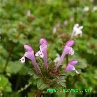 吉康药业中药材 宝盖草 莲台接骨草、 莲台夏枯草 佛座草图2