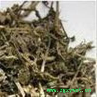 小丽百草行 筋骨草、白毛夏枯草图2