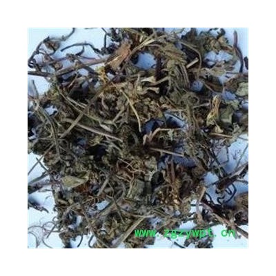 小丽百草行  筋骨草、白毛夏枯草