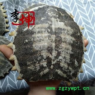 【包邮】鳖甲 老鳖甲 无肉特大个 选货 四川产 干度好【良心经营 品种齐全】图4