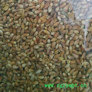 柏子仁 柏子仁精选货 产地 山东省大货批发价图2