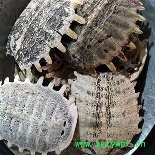 鳖甲 鳖甲陈货统货 产地 山东省图2