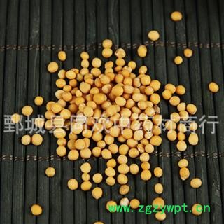 【白芥子】@【同欢药材】中药材批发供应  规格齐全 量大从优 产地 四川省图3