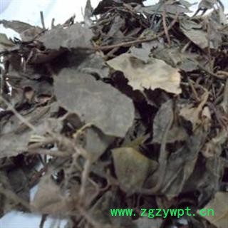 中药材波叶紫金牛 统 产地 河北省安国市场批发零售大全图2