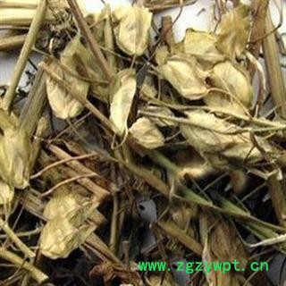 败浆草 南败酱草 统 产地 海南省 本店批发零售各种中药材图2