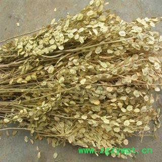 败酱草 北败酱草 黄败酱草 产地 河南省三门峡市市辖区图3