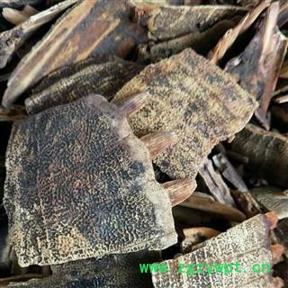 鳖甲 产地直销新货炒鳖甲没骨头，货好质量高，实物拍摄 产地 山东省济宁市任城区图4