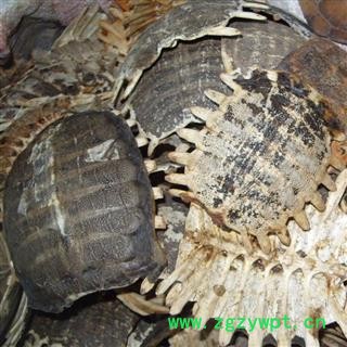 鳖甲 统货 产地 广东省图2