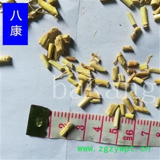 白茅根 02统 产地 河北省保定市图3