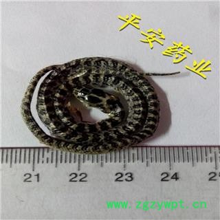 平安药业 白花蛇 金钱白花蛇图2