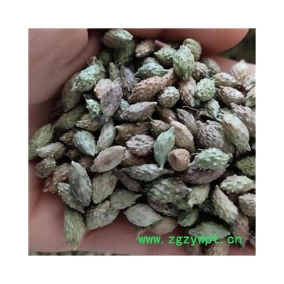 苍耳子 苍耳子中期黄绿色统货 质量好  产地 山东省