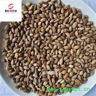 苍耳子 去刺苍耳子选货 产地内蒙古 地道药材 紫轩堂药业图2