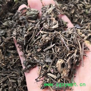 安祁名药正品野生筋骨草 四棱筋骨草 四棱草 箭羽草图2