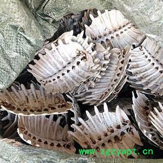 鳖甲 生鳖甲 统货 产地 湖北省 买好药找娟子图2