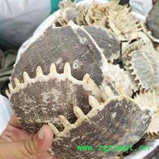 鳖甲 生鳖甲 统货 产地 湖北省 买好药找娟子图3