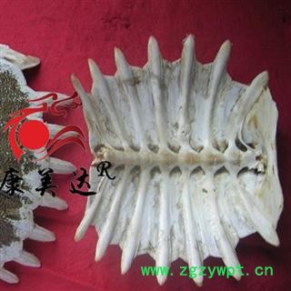 鳖甲   选货 产地 广东省湛江市遂溪县图2