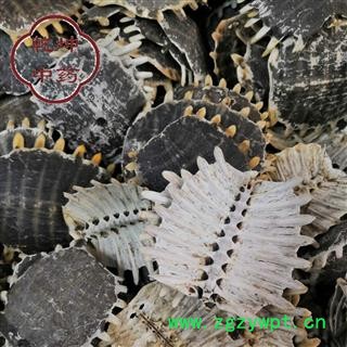 鳖甲 正品鳖甲   净选货   高品质 产地 四川省【诚信经营 品种齐全】图2