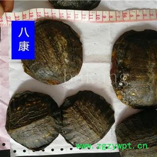 鳖甲 生趴01个 统图2