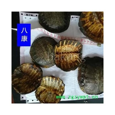 鳖甲 生趴01个 统