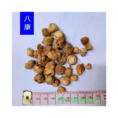 豆蔻 白豆蔻 白扣 统 产地 广西壮族自治区北海市铁山港区