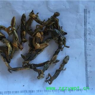 新辉药业优质国产壁虎 守宫  四脚蛇图2