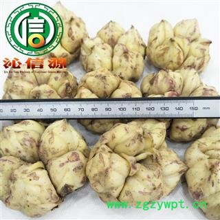 【满包邮】新鲜湖南百合个子统货散装产地直供药新鲜百合沁信源中药批发图2