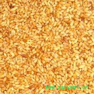 柏子仁 今年新货 柏子仁标准98货 不掺壳子 产地 山东省图2