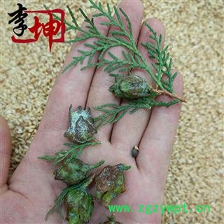 【包邮】柏子仁 精选货  山东产 去壳率98%以上 新货 颜色好 干净无杂【良心经营 绝不掺假】图2