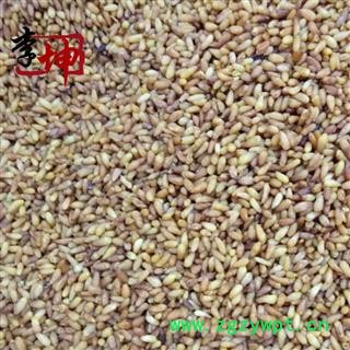 【包邮】柏子仁 精选货  山东产 去壳率98%以上 新货 颜色好 干净无杂【良心经营 绝不掺假】图3