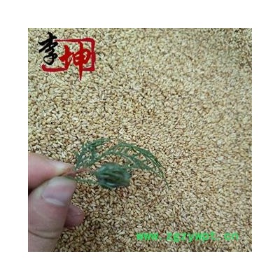 【包邮】柏子仁 精选货  山东产 去壳率98%以上 新货 颜色好 干净无杂【良心经营 绝不掺假】