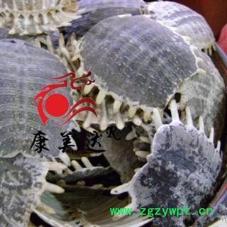 鳖甲 生鳖甲  选货 产地 湖北省图2