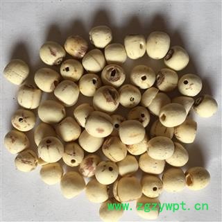 白莲子 小磨钻 空心白莲子 产地 湖南省图2
