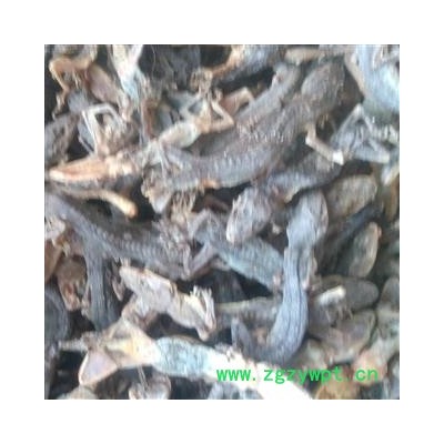 壁虎个 壁虎统货 产地 河南省