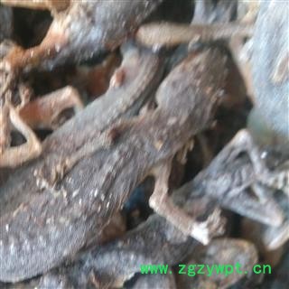 壁虎个 壁虎统货 产地 河南省图2