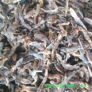 壁虎个 壁虎统货 产地 河南省图3