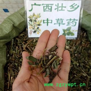 广西壮乡中草药 野生 黄花 败酱草 产地 广西柳州图3