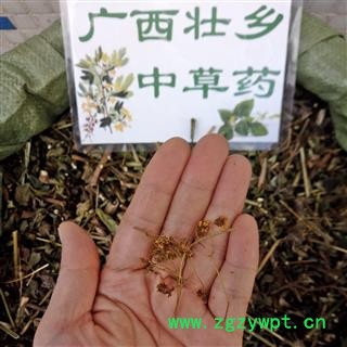 广西壮乡中草药 野生 黄花 败酱草 产地 广西柳州图4