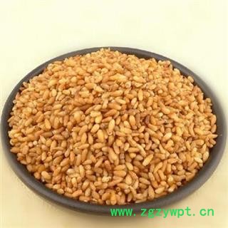 柏子仁 统 产地 山东省 产地直销 重在质量图2