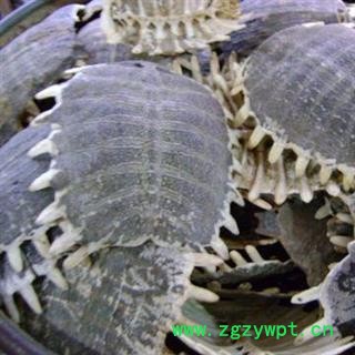 鳖甲 鳖甲陈货统货 产地 湖北省图2