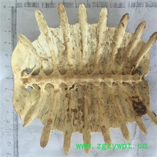 新辉药业正品鳖甲 上甲 团圆甲图2