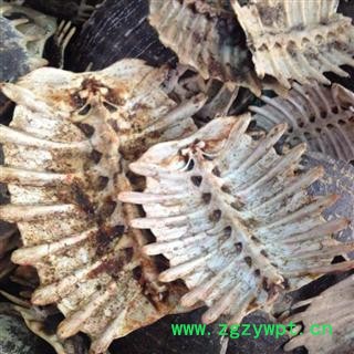鳖甲 鳖甲新货  物美价廉  价格美丽 充足 含量 无碎瓣 无肉质残留 产地 浙江省图2