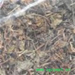 小丽百草行  连钱草 遍地香 落地金钱 肺风草 无污染产地四川图2