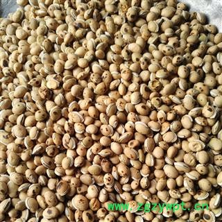 白扁豆 炒白扁豆 产地 海外 华美中药 产地直销 重在品质图2